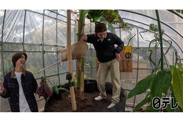 ザ！鉄腕！ＤＡＳＨ！！▽真冬の新宿で奇跡のカカオ栽培！松島聡が茶屋コタツづくり🈑