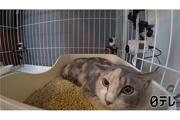 嗚呼‼みんなの動物園🈑ティモンディ前田×激かわ子猫ケージOPENでハプニング！