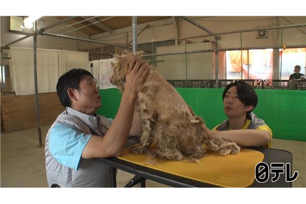 嗚呼‼みんなの動物園2時間SP🈑相葉トリミングに森保監督&青木マッチョ新預かり