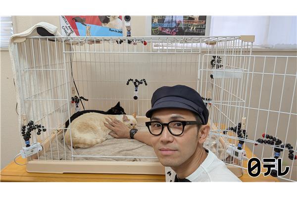 嗚呼‼みんなの動物園🈑青木マッチョ巡り激カワ猫バトル＆やんちゃ兄妹猫最終回