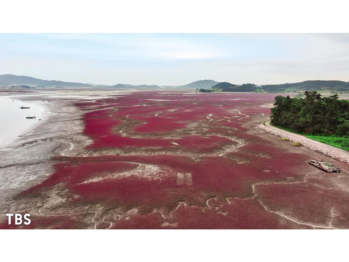 世界遺産「自然の驚異！絶景の赤い干潟」