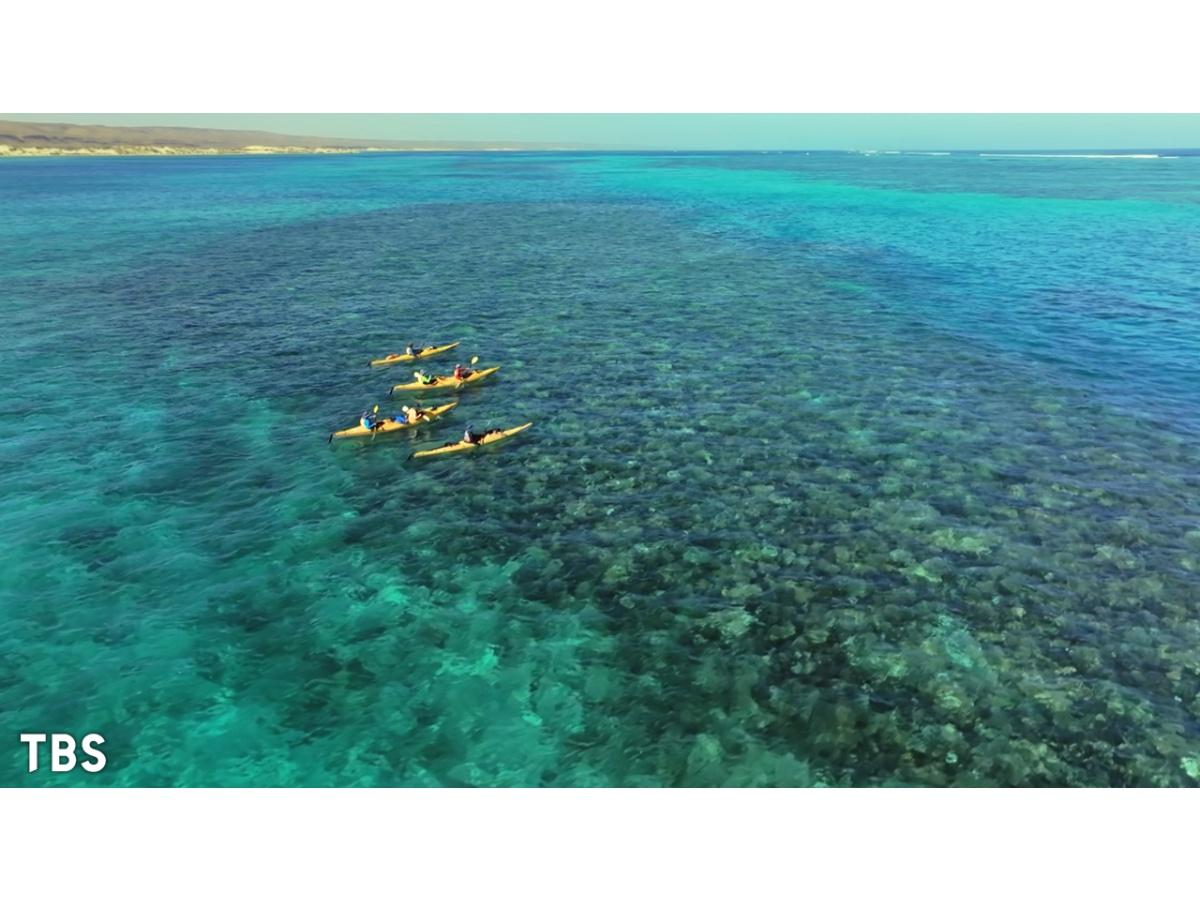 世界遺産「ジンベエザメと泳げる 260kmのサンゴ礁」🈖🈑