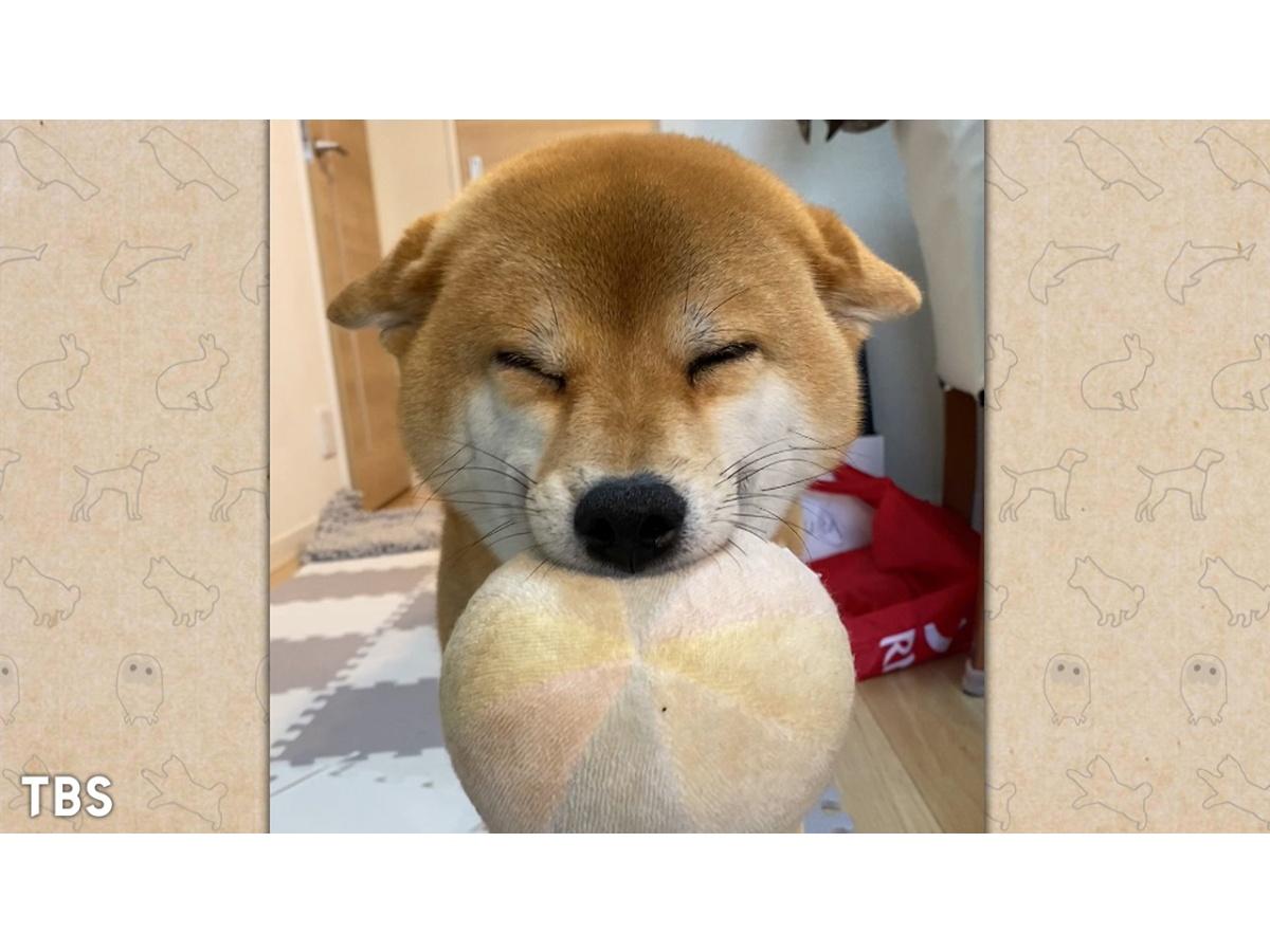 動物スクープ100連発【爆笑！ご主人VSエサ究極の選択＆デコピン犬種大調査SP】🈑