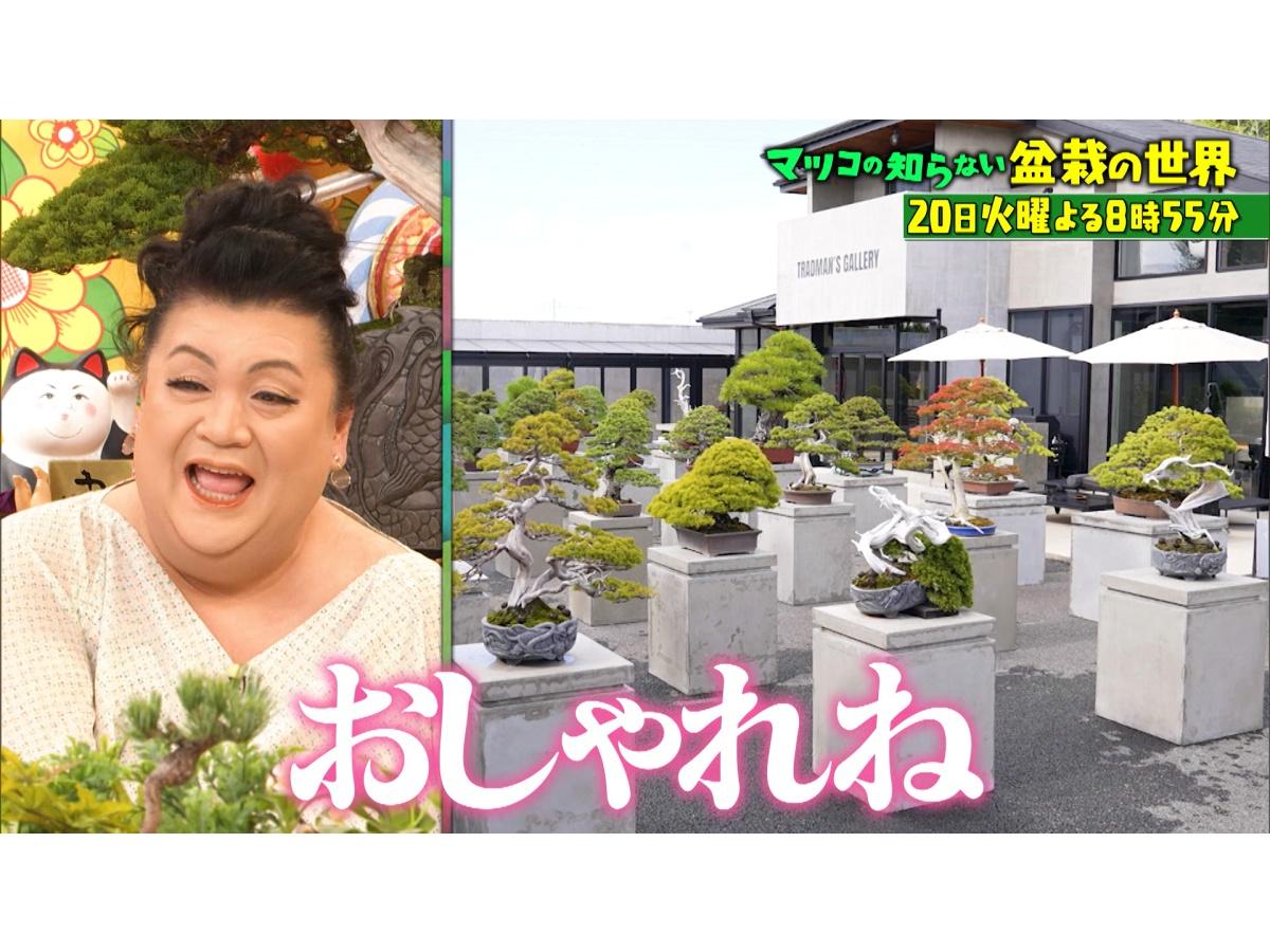 マツコの知らない世界海外大ブーム!異端児仕掛ける超進化【盆栽】職人神技&億超え連発