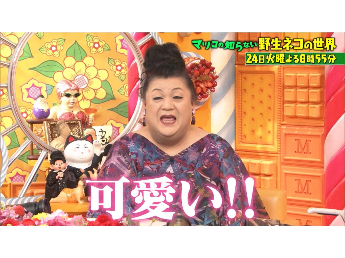 マツコの知らない世界激カワ猫祭り！会いに行ける貴重野生ネコ＆ネコ写真撮影テク 