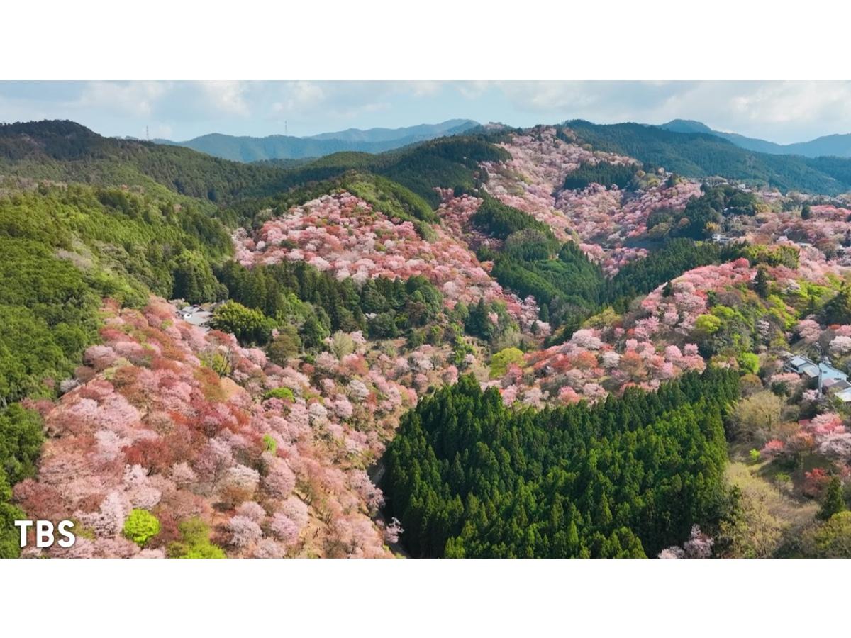 世界遺産〜桜で巡る 日本の世界遺産🈖🈑