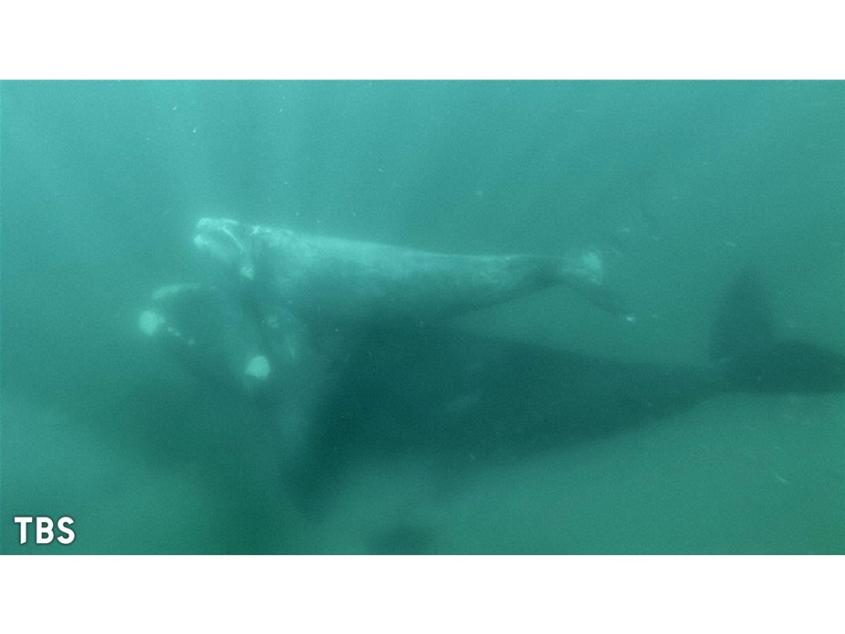 世界遺産〜南米パタゴニア・生き物たちの命あふれる春🈖🈑