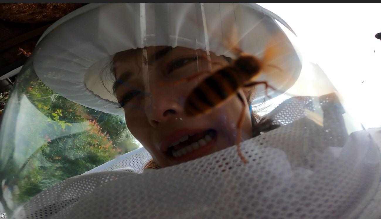 危険生物バスターズ8★今ヤバい!猛毒スズメバチvs凄腕バスターSP