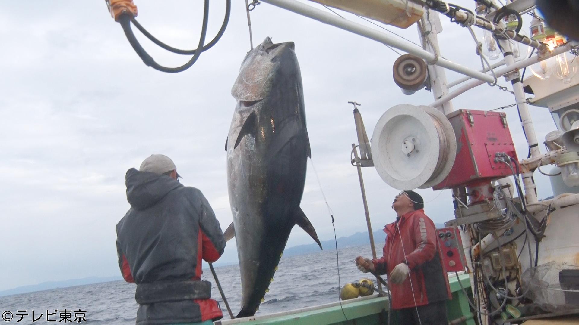 巨大マグロ戦争２０２６【衝撃！２００キロ超えお化けマグロと激闘連発SP】🈑