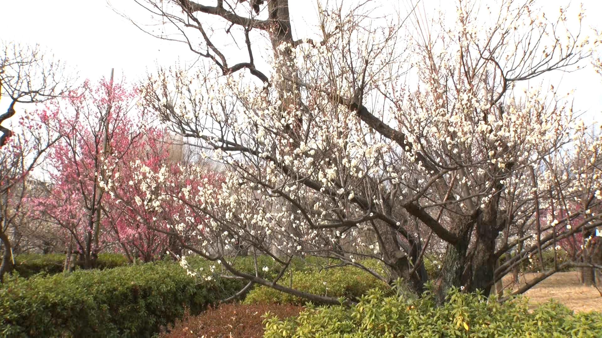 出没！アド街ック天国【梅ヶ丘】小田急沿線！世田谷に都内屈指☆今見頃“梅”の名所🈑