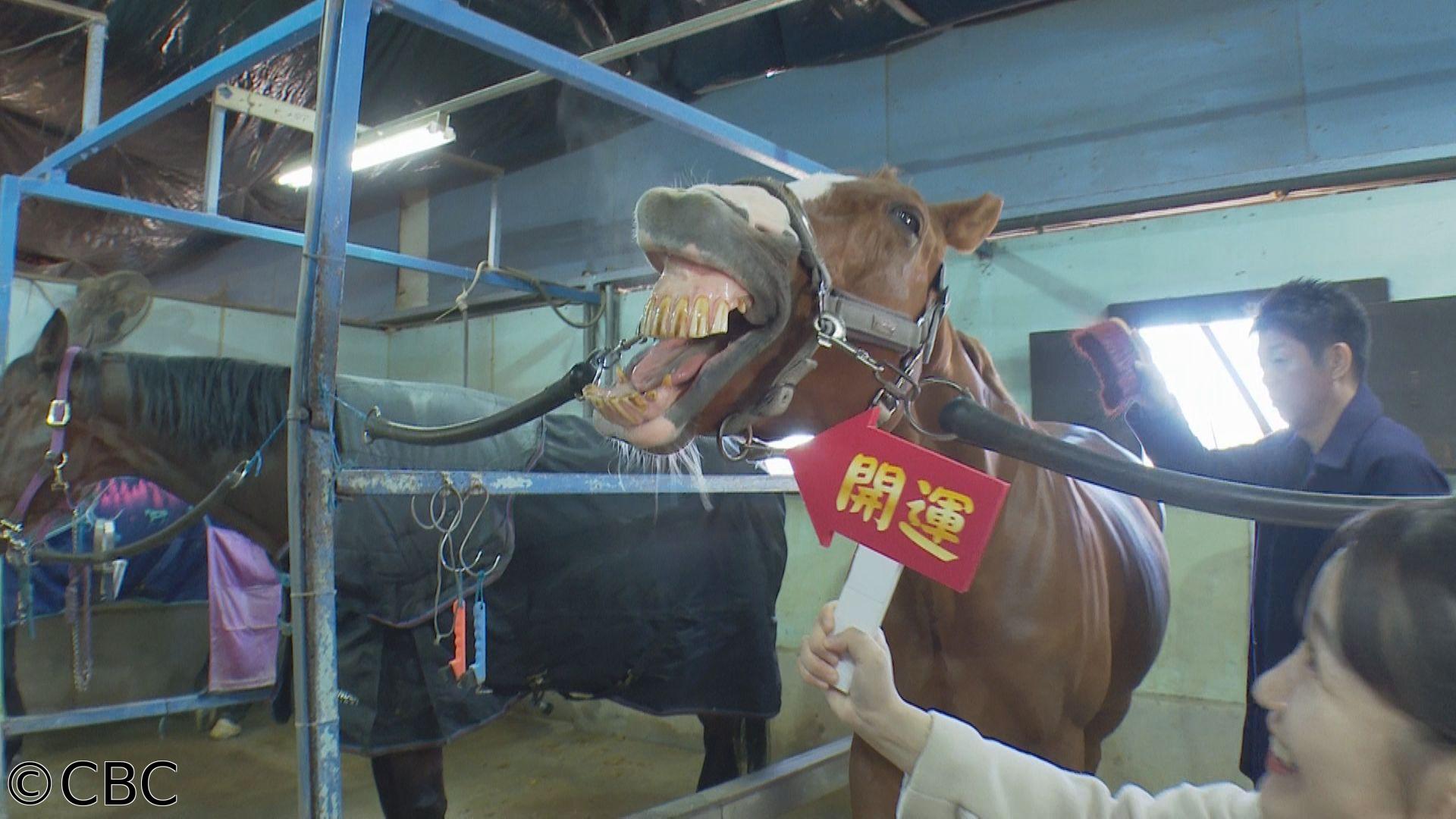 花咲か正月ＳＰ　今年もウマくいきますように！開運＆お年玉大放出 ＜第１部＞