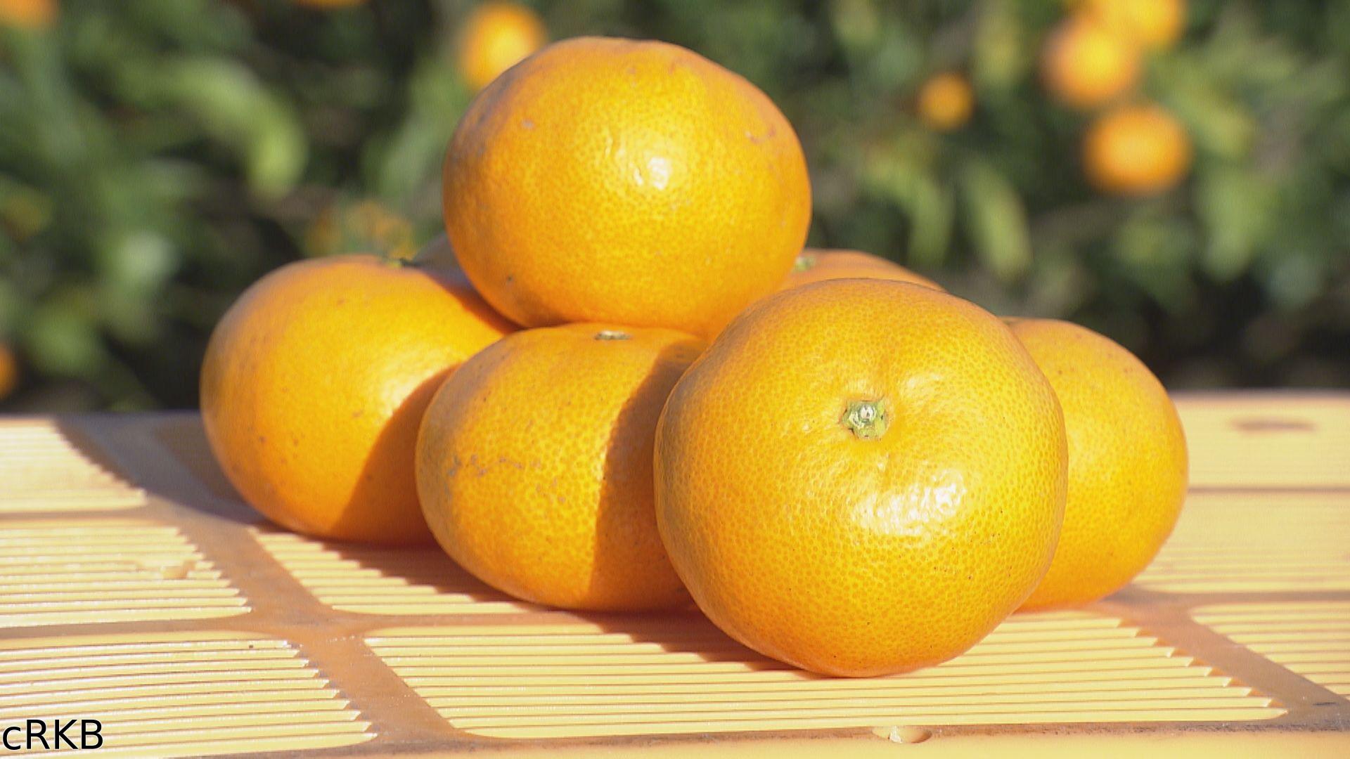 世界一の九州が始まる！▼The MIKAN ROAD🈑