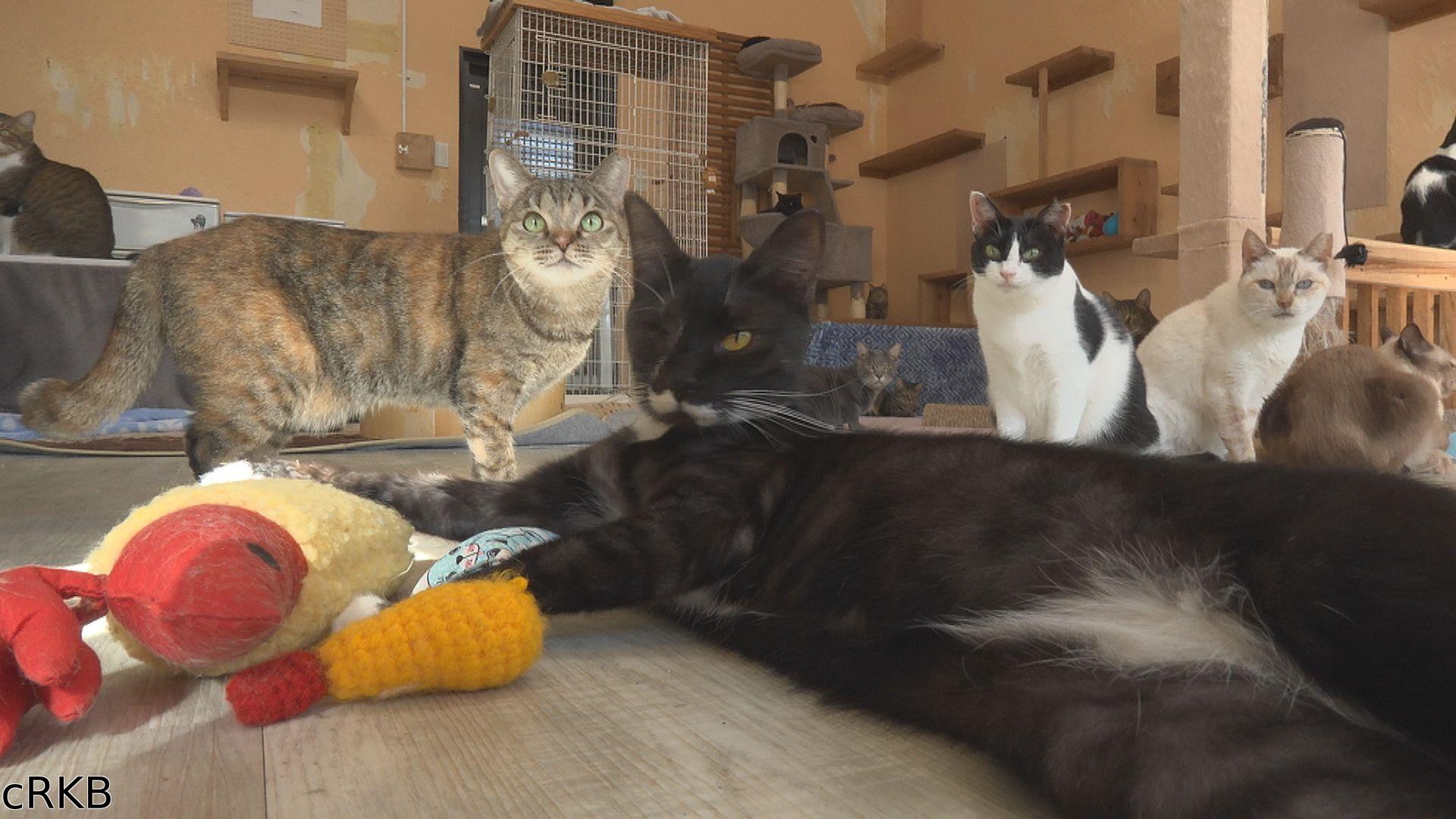 新　窓をあけて九州▼猫と人をつなぐカフェ🈑