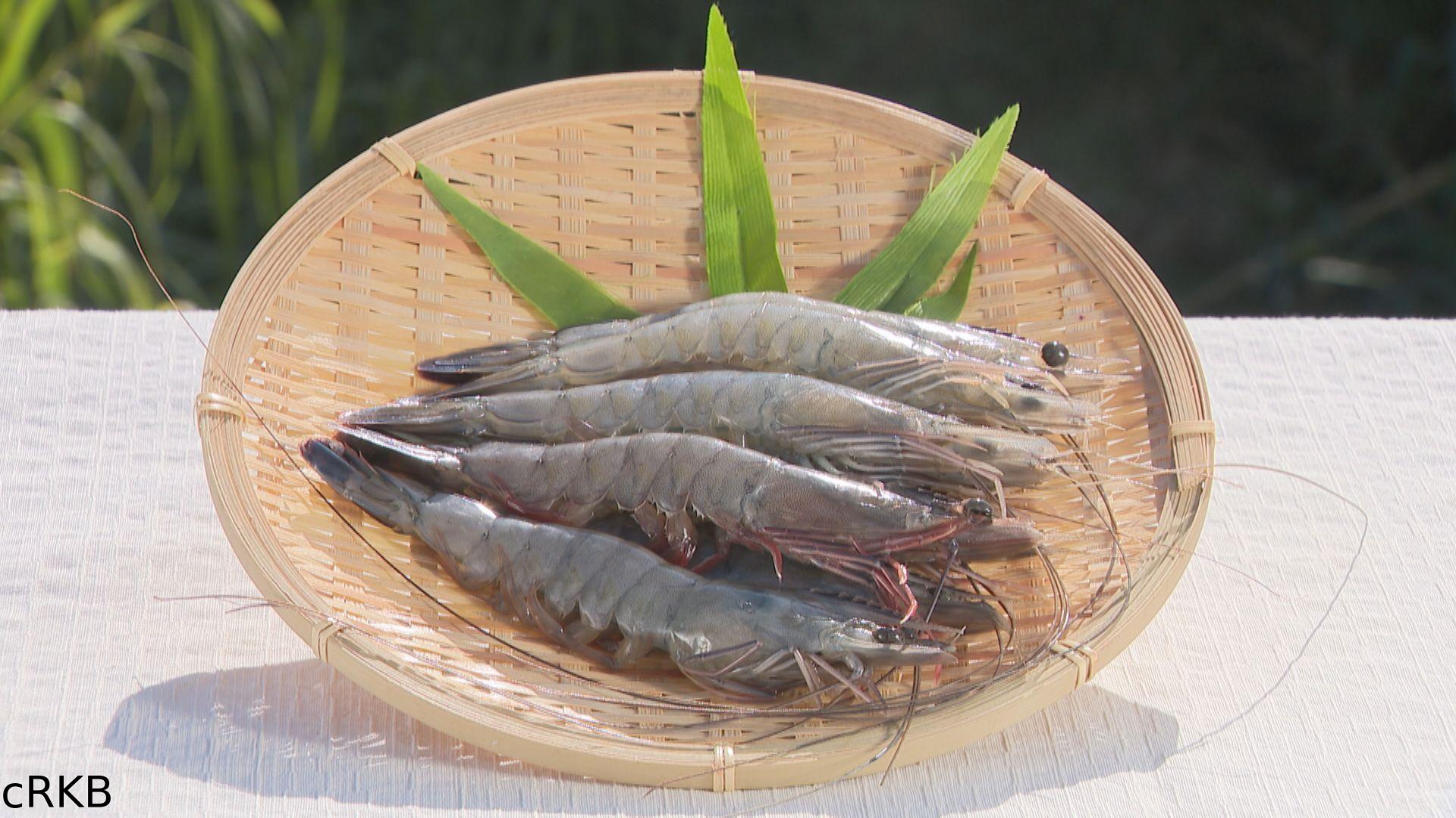 世界一の九州が始まる！▼湯けむり養殖！「純国産」エビの挑戦🈑