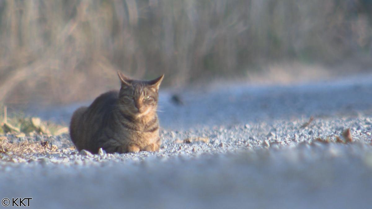 現場発「見過ごされた命　〜動物との共生はいま〜」🈑
