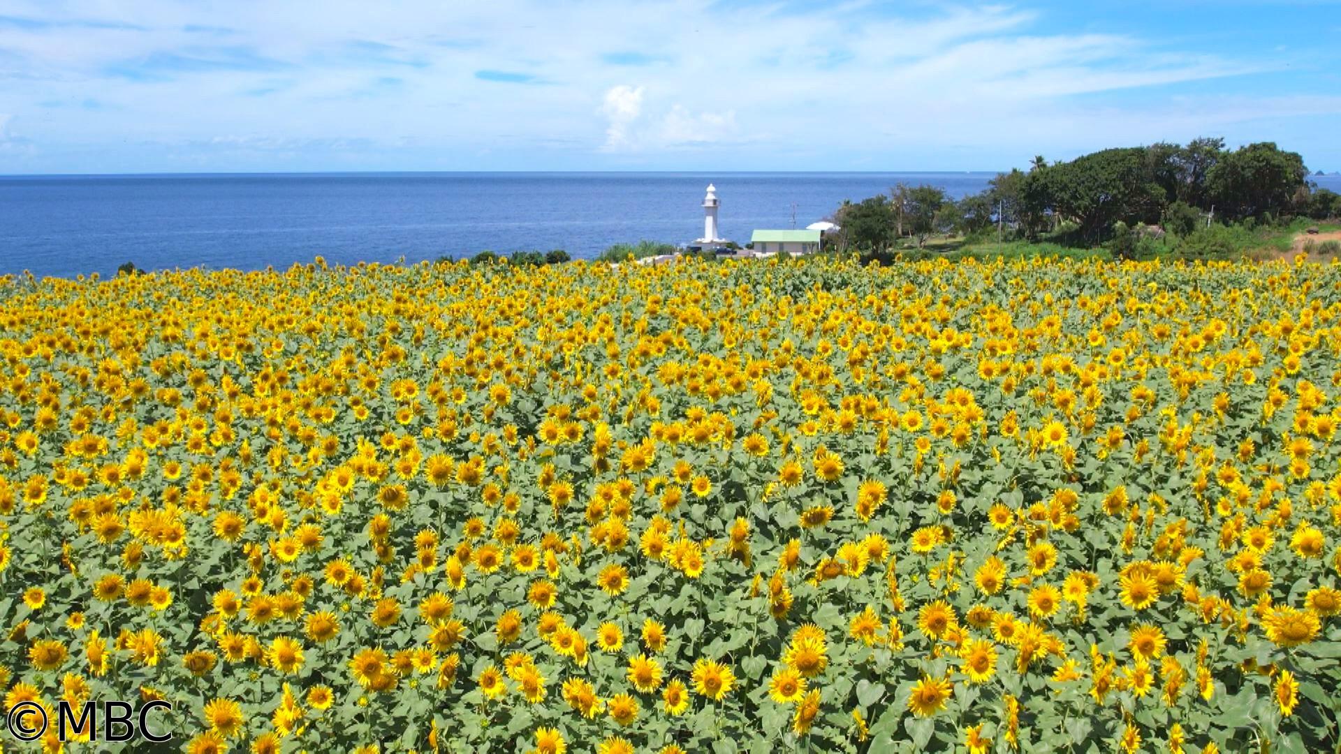 気象予報士　亀ちゃんのかごしま撮った！　一年のスタートはふるさとの美しい風景で