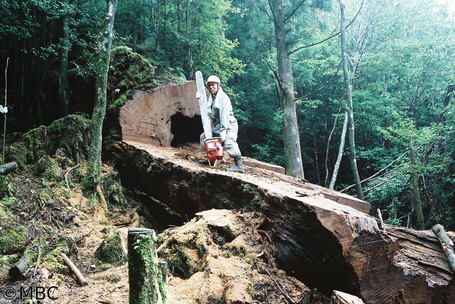 山師　ＹＡＭＡＳＨＩ　〜屋久島　伝説の巨大杉〜