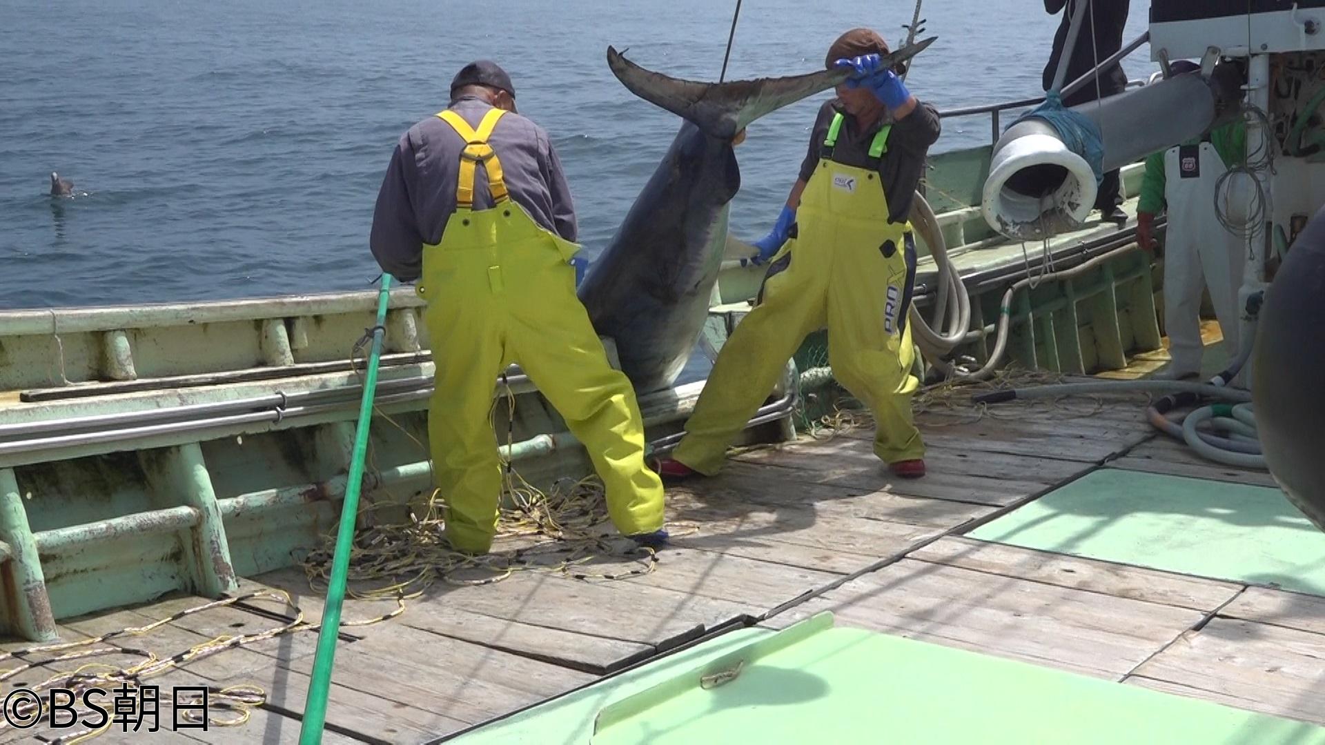 🈑魚が食べたい！　「宮城県気仙沼から400kmの漁場へ！過酷ロケで番組新記録も」