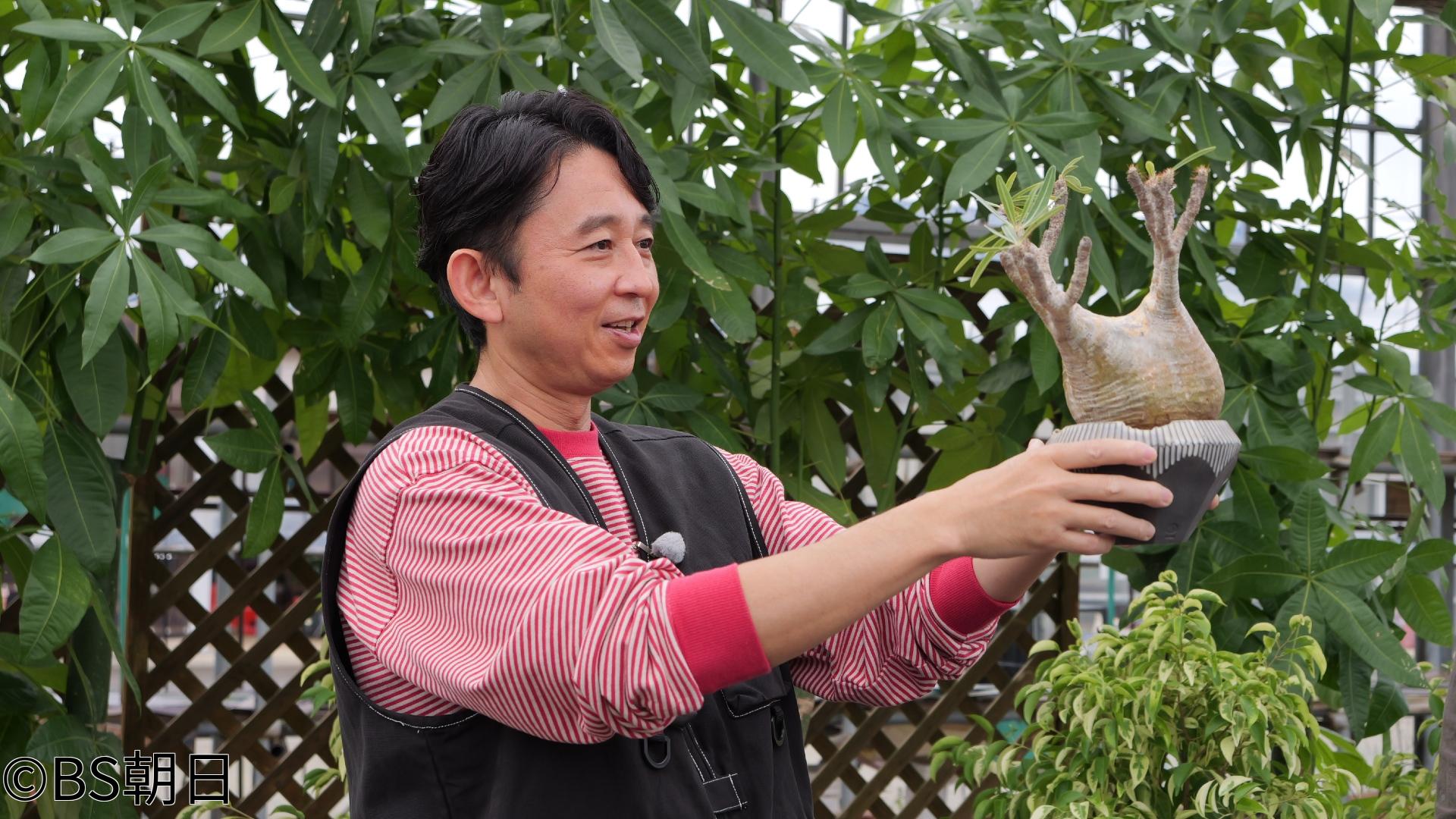 🈑🈟夢が咲く 有吉園芸　「目指せ有吉園芸店！売れ筋植物を大調査」