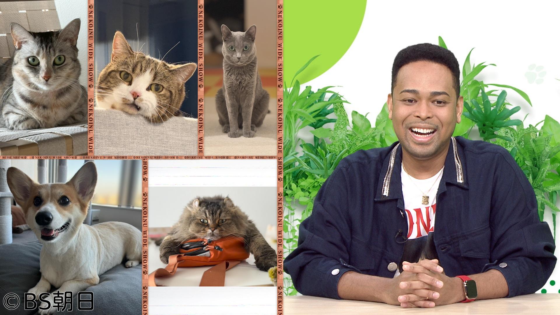 🈑ネコいぬワイドショー　「すべてのネコ・いぬが幸せ」となる情報をお届け！