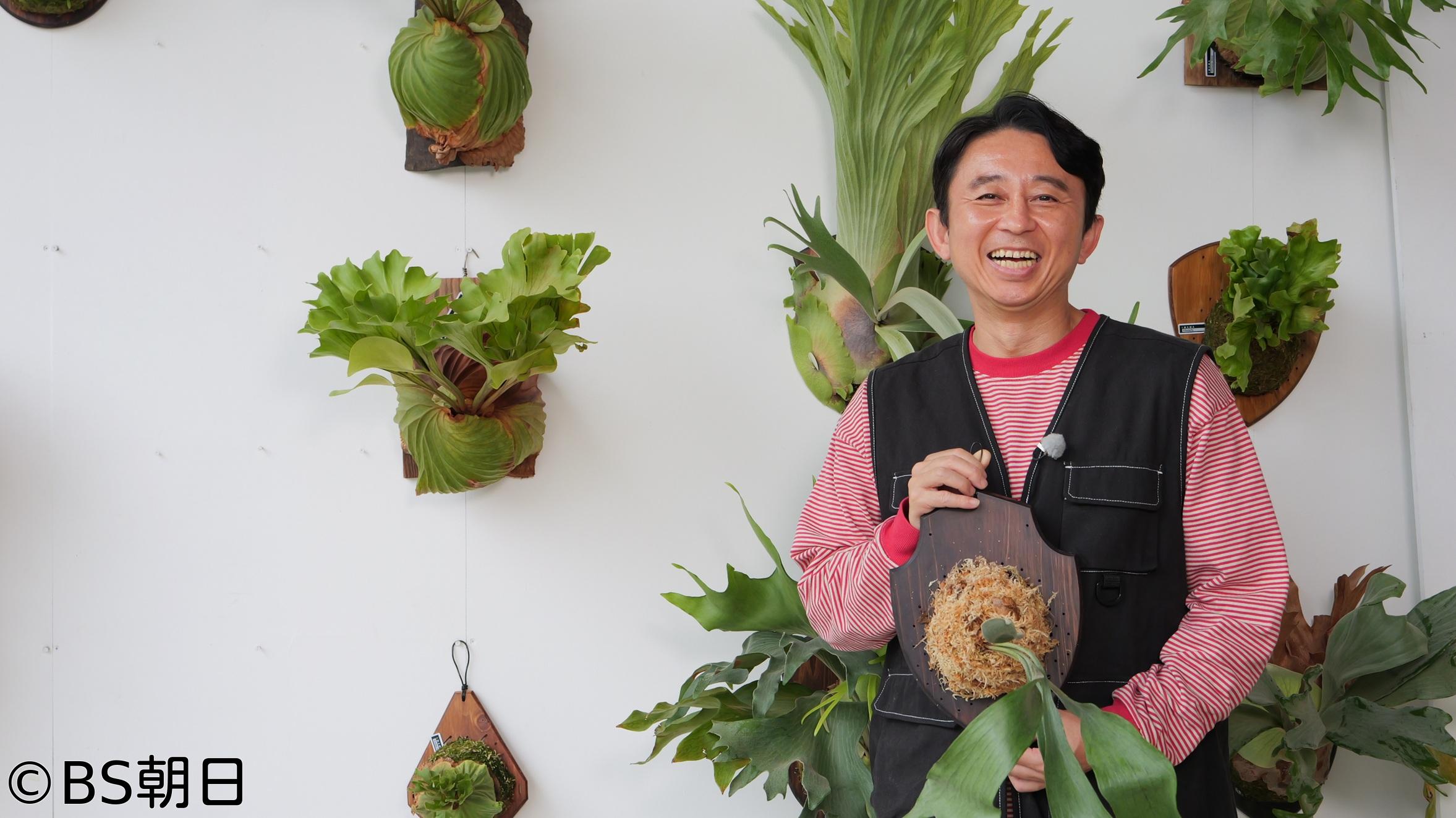 🈑夢が咲く 有吉園芸　「日本おもと名品展 50万円の万年青（おもと）の結果は!?」