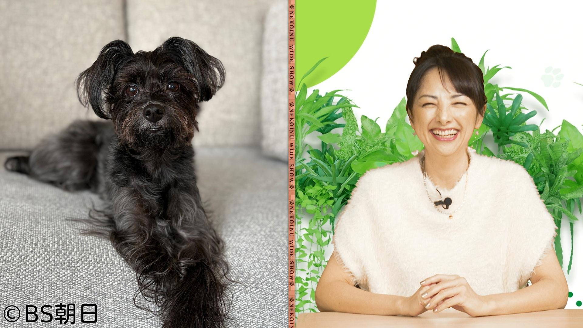 🈑ネコいぬワイドショー　「すべてのネコ・いぬが幸せ」となる情報をお届け！