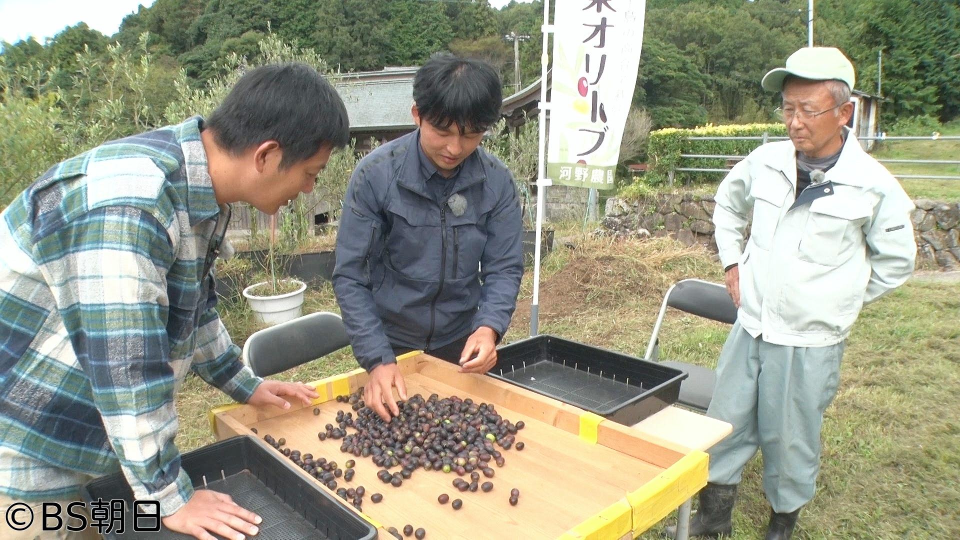🈑工藤阿須加が行く 農業始めちゃいました　▽大分オリーブ農家！金賞のオリーブ油