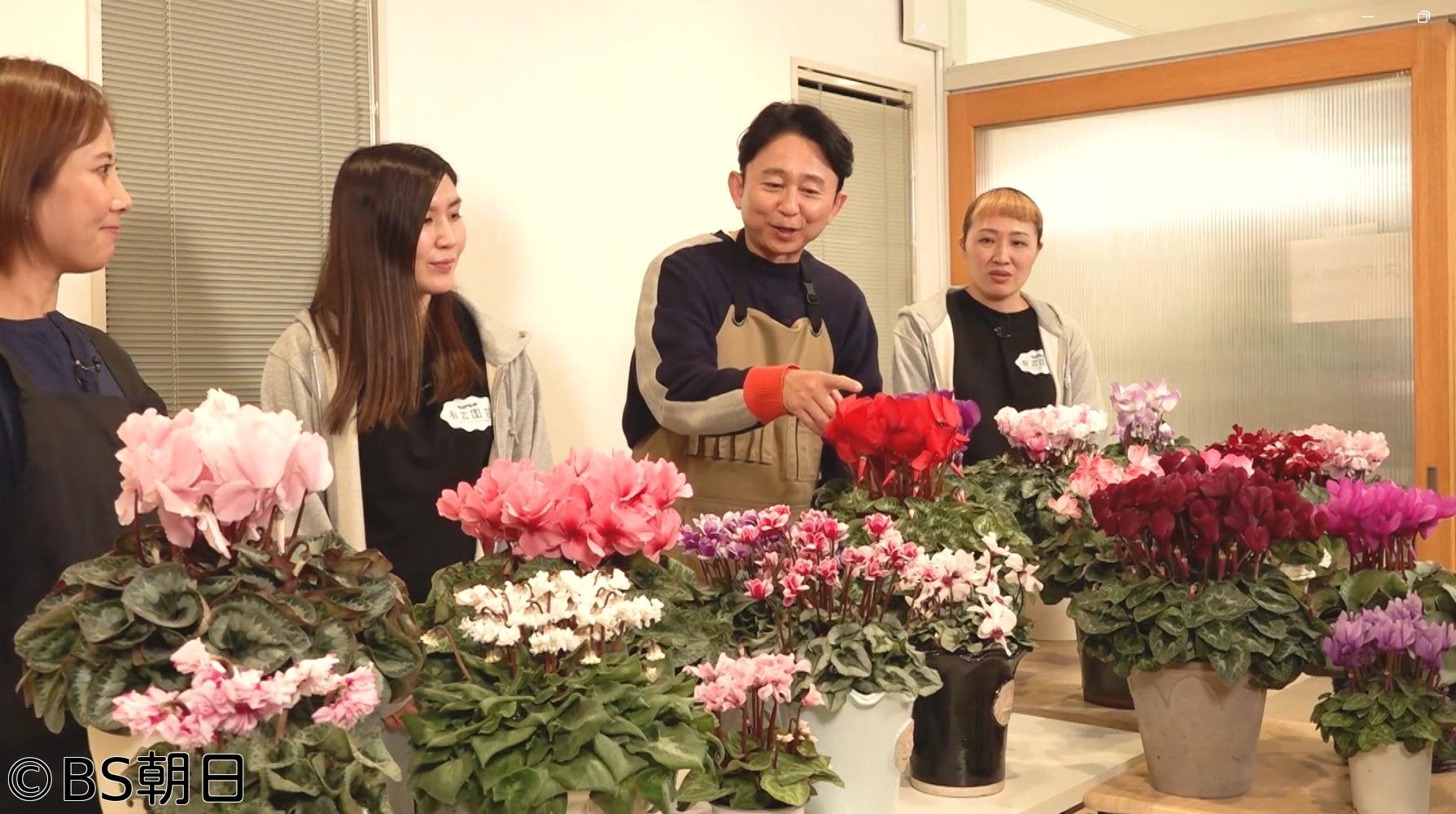 🈑夢が咲く 有吉園芸　「冬の女王 シクラメンの魅力に迫る」