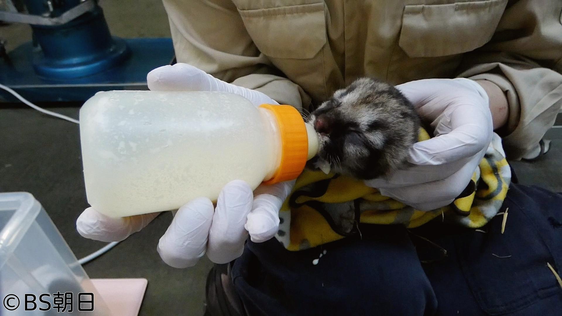 🈑バトンタッチ SDGsはじめてます　「動物の命を発信！岩手県動物園ZOOMO」
