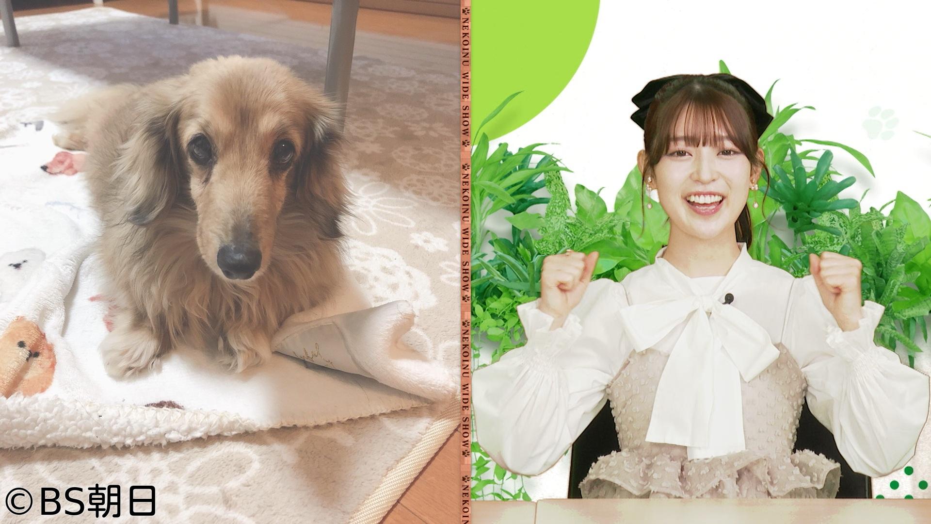 🈑ネコいぬワイドショー 1時間SP　【ゲスト】阪口珠美