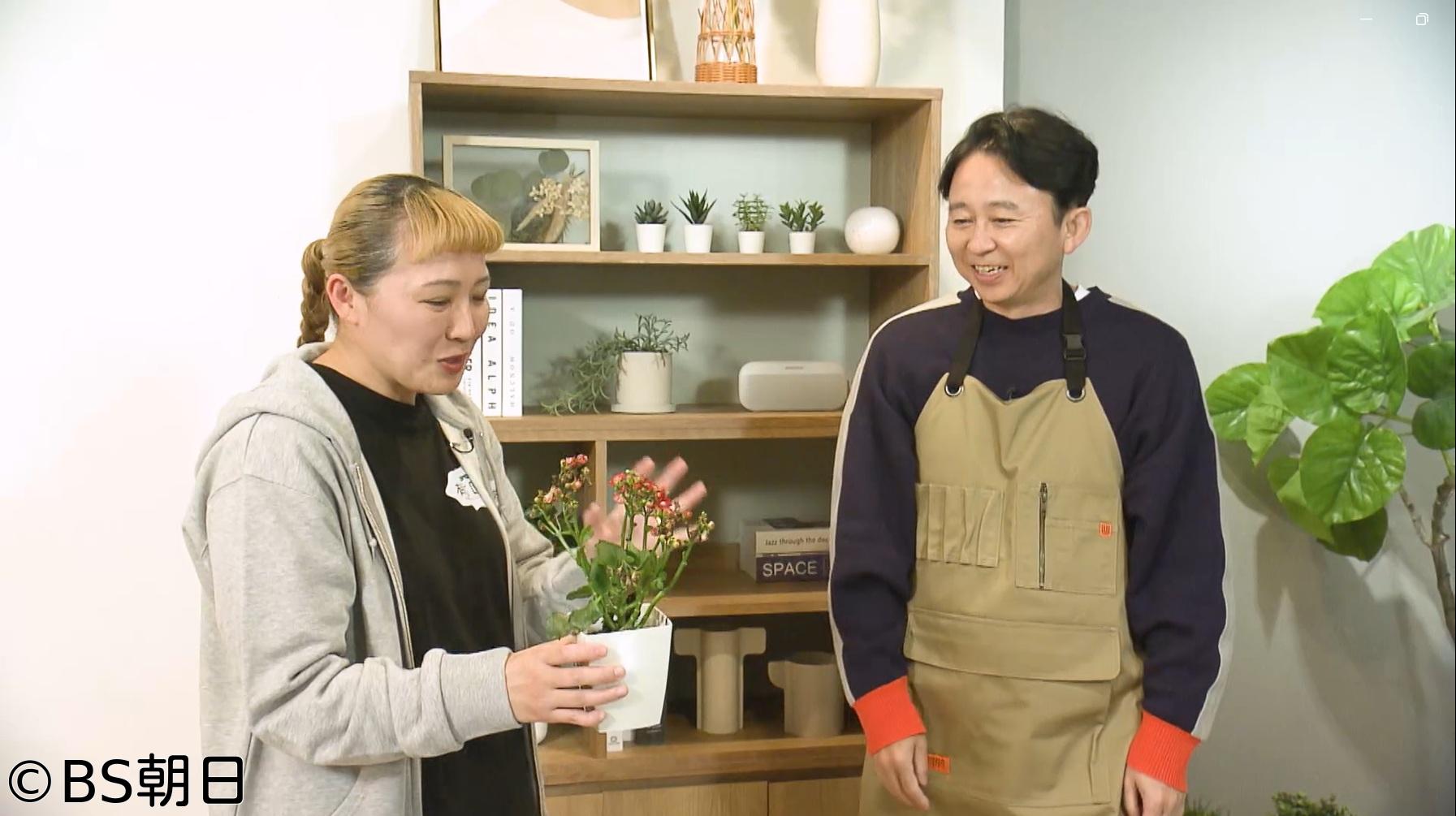 🈑夢が咲く 有吉園芸　「ブームの予感!?オージープランツを徹底調査」