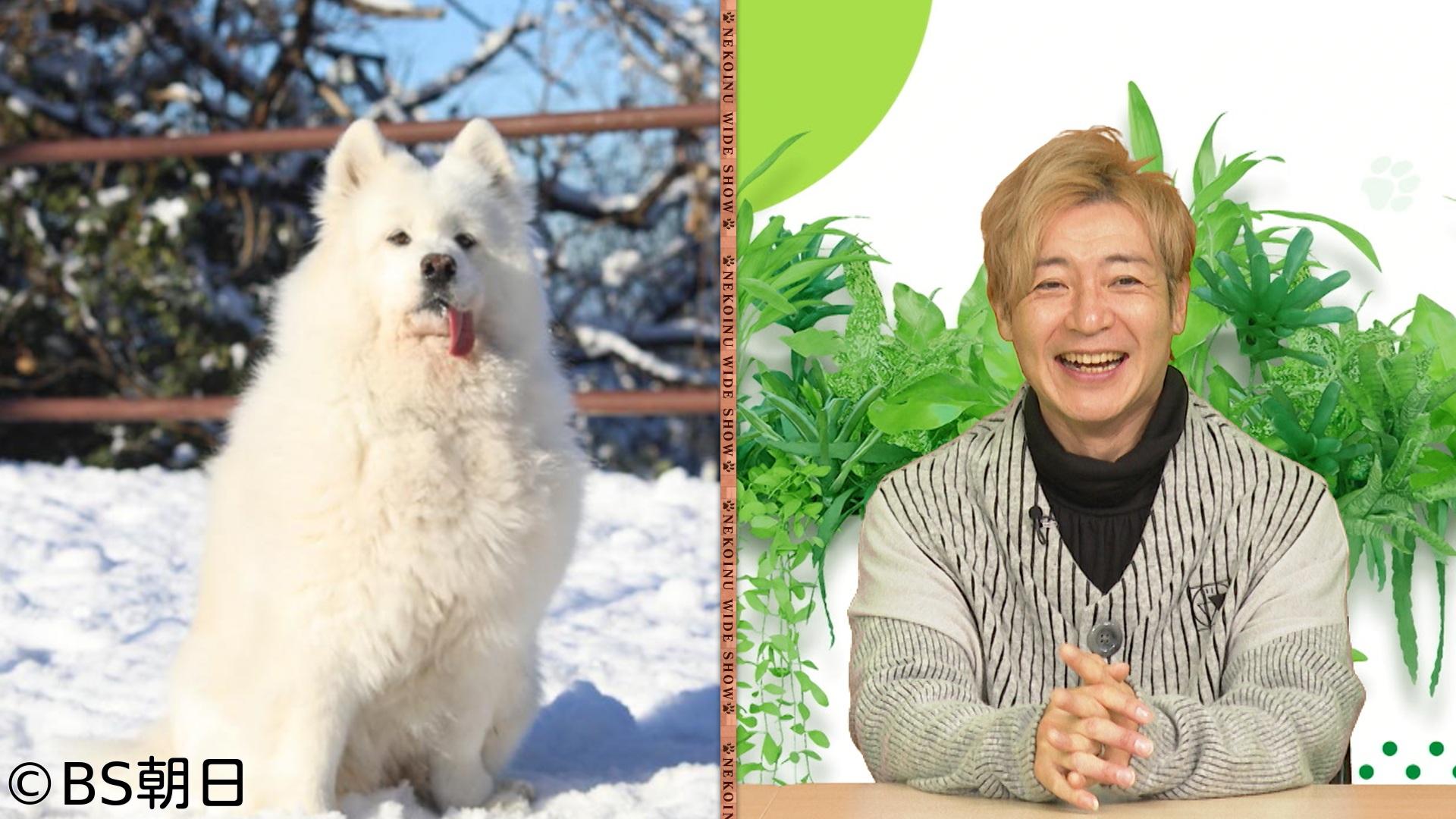 🈑ネコいぬワイドショー　【ゲスト】つるの剛士