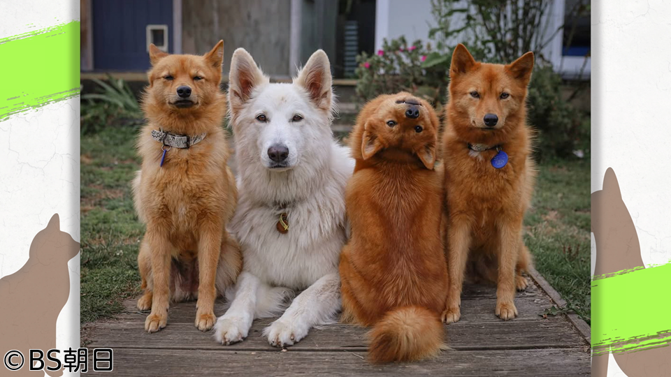 🈑ネコいぬワイドショー