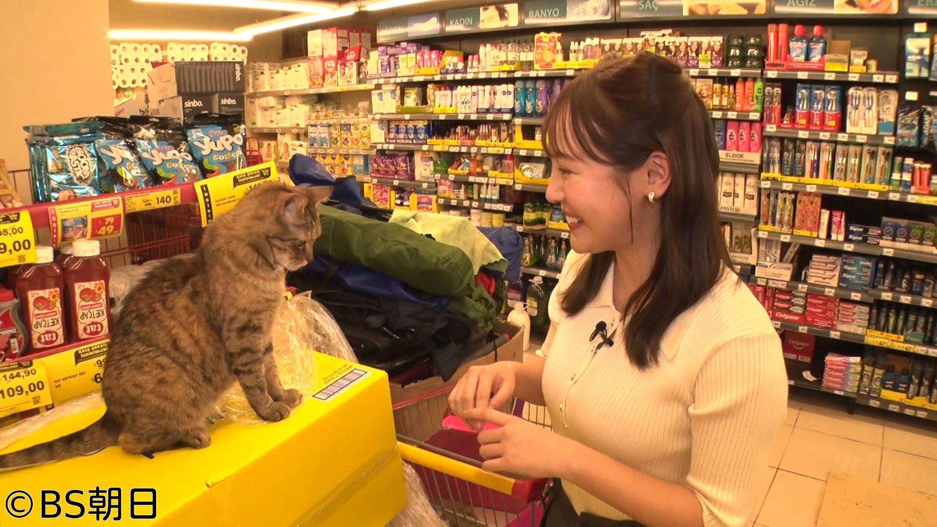 🈑ネコいぬワイドショー