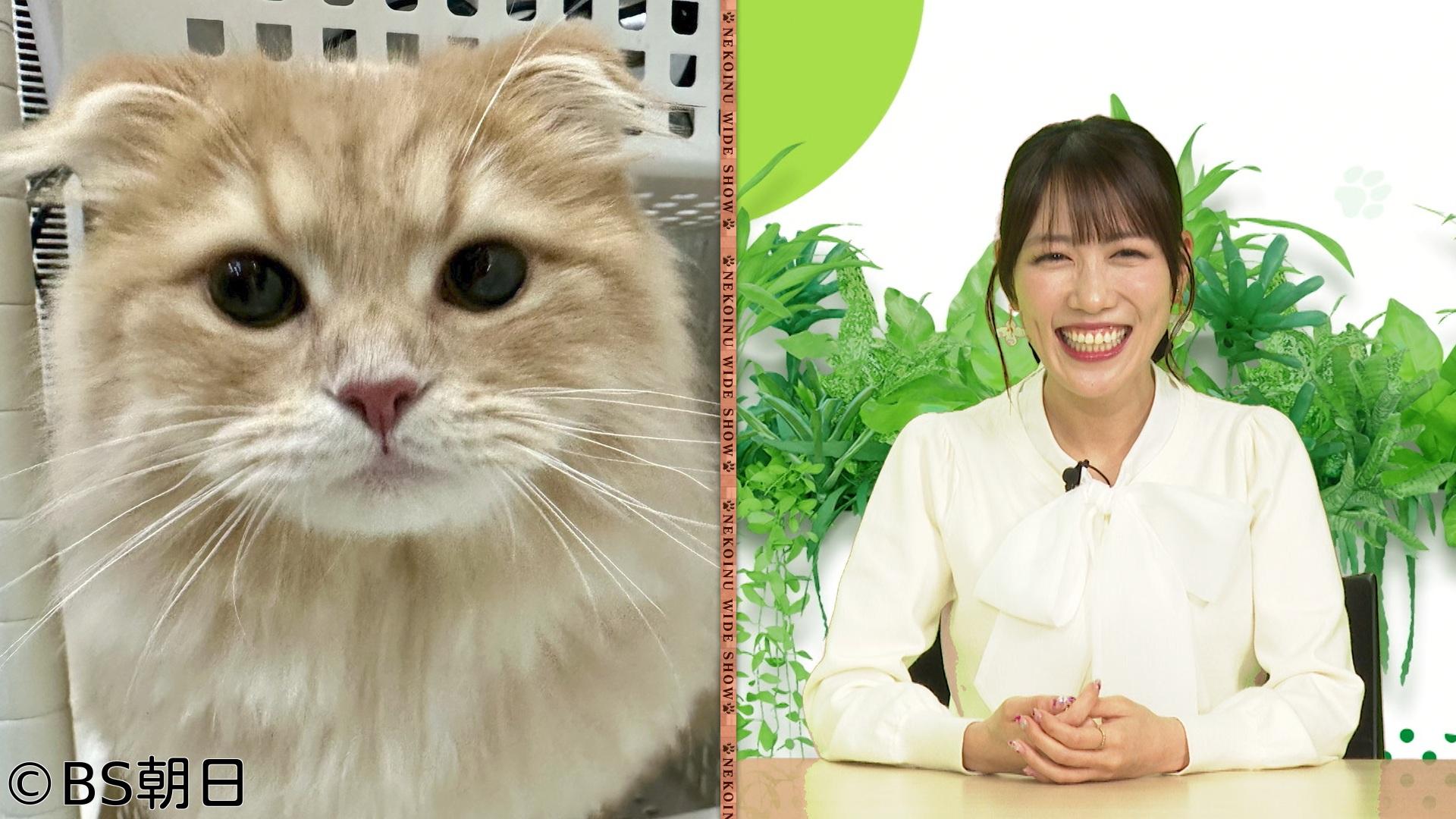 🈑ネコいぬワイドショー　【ゲスト】高城れに（ももいろクローバーZ）