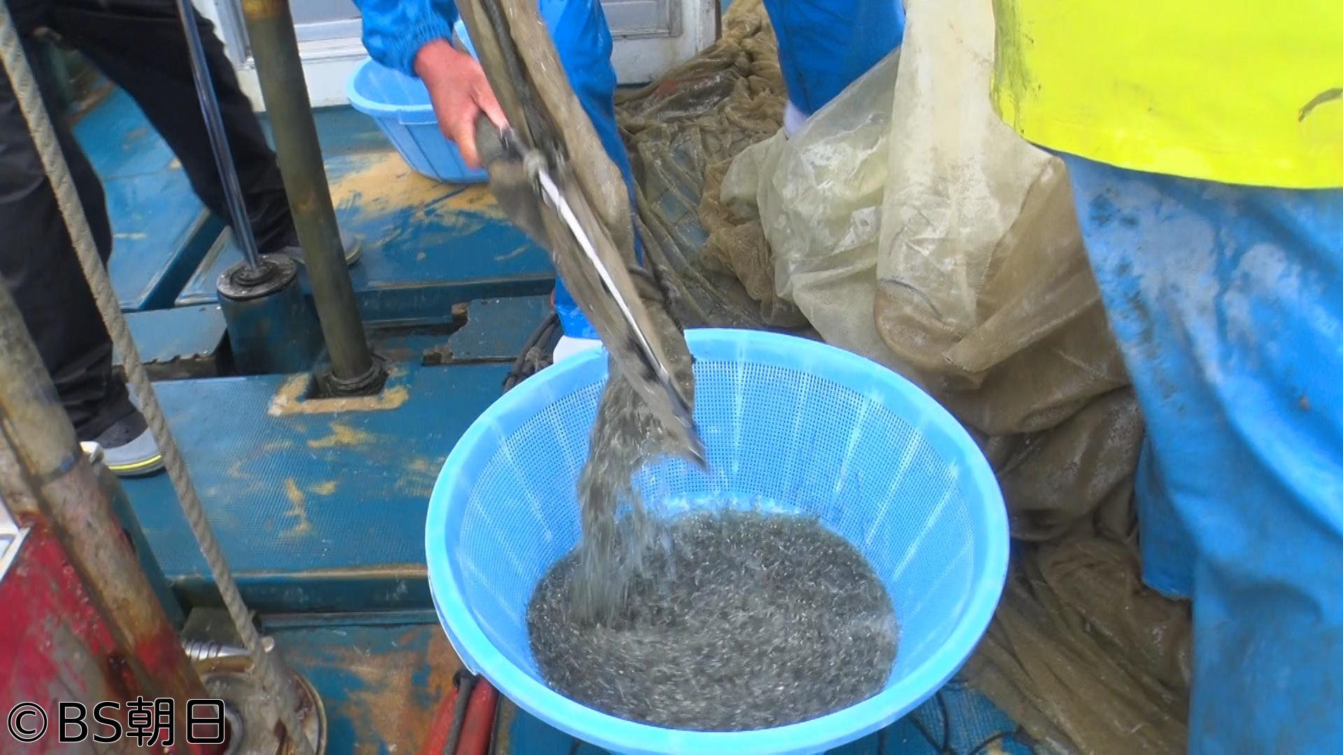 🈑魚が食べたい！　「魚の町・萩でフグの女王様や新鮮シラスに舌鼓」