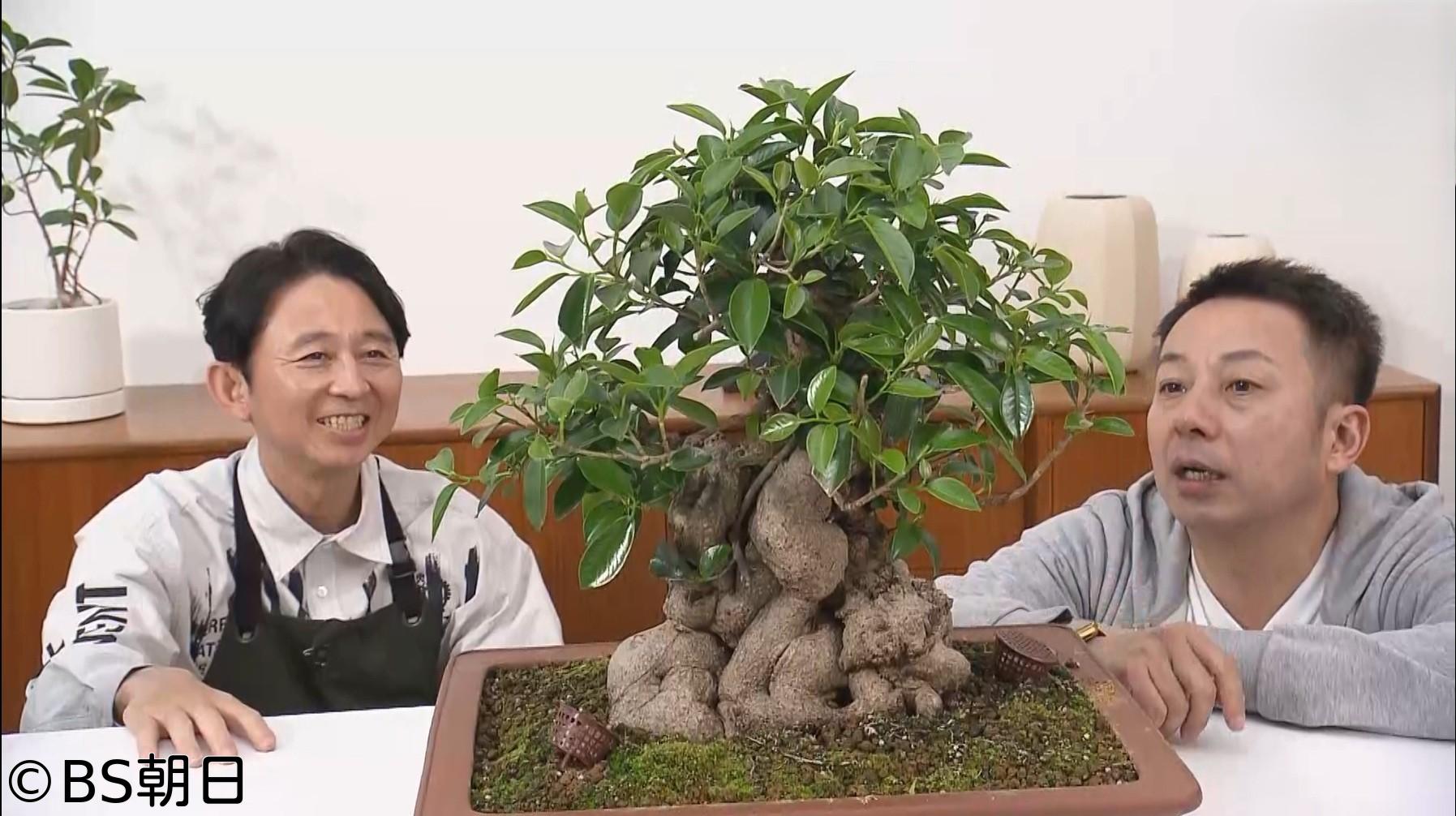 🈑夢が咲く 有吉園芸　「塊根植物の魅力に沼る」