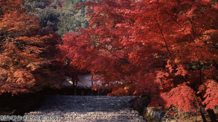 🈑京都浪漫　悠久の物語【歌で巡る秋景色〜渡月橋・二尊院・東福寺・清閑寺】