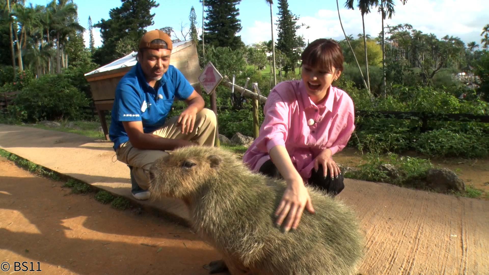 沖縄探訪ありんくりん　日本最大級の植物園、東南植物楽園の昼と夜の楽しみ方を満喫！