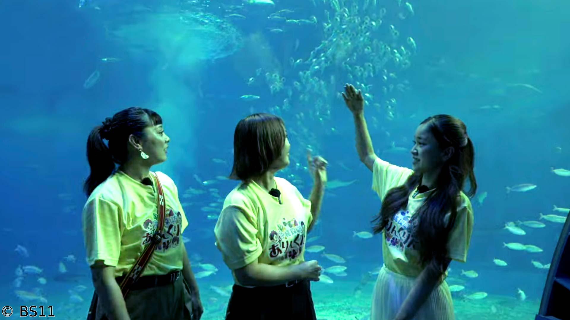 おやじの学び時間・沖縄探訪ありんくりん　もう一つの海に出会える場所「海洋博公園」