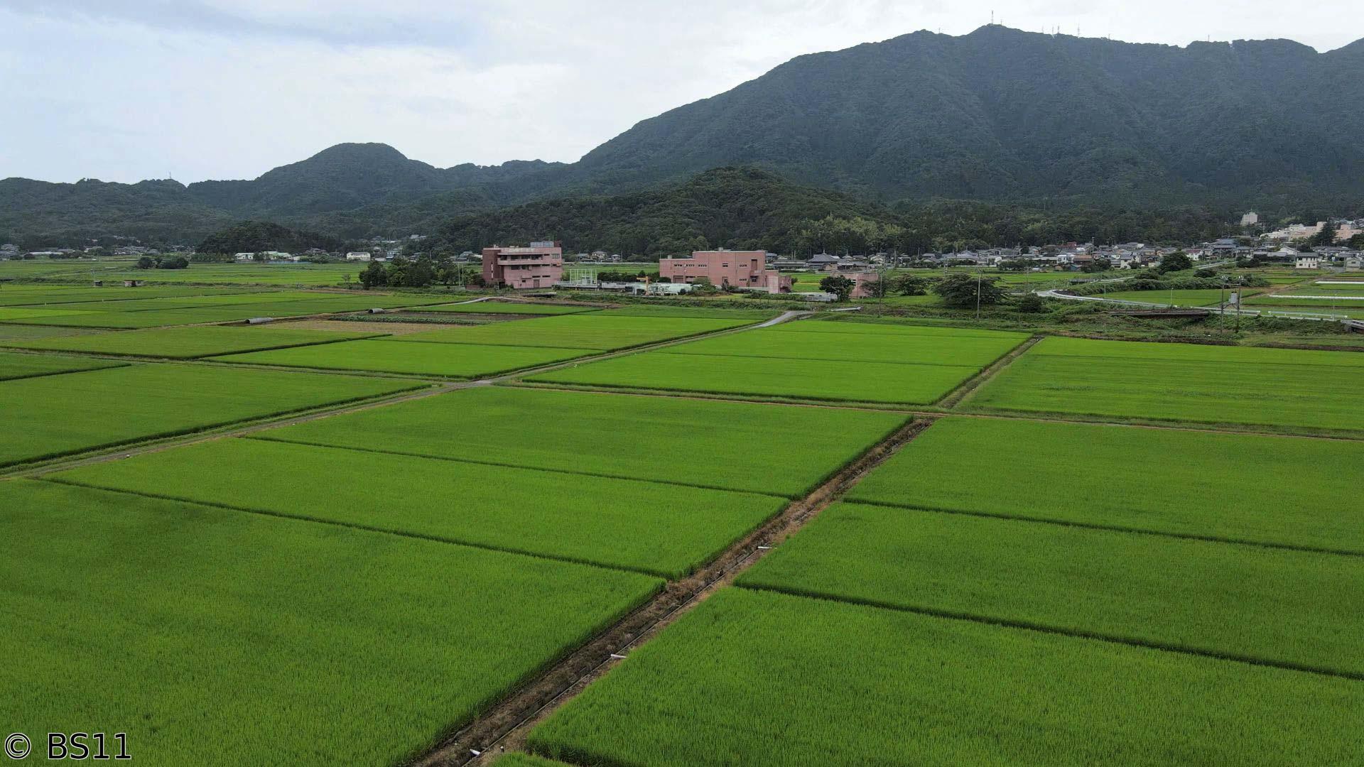 ごりやくさん　第40回「彌彦神社」（新潟）