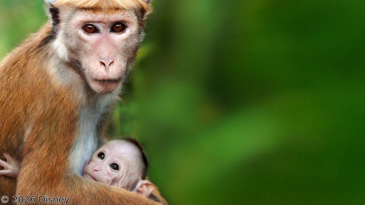 [初]映画：ディズニーネイチャー／サルの王国とその掟🈔★チャンネル初放送！