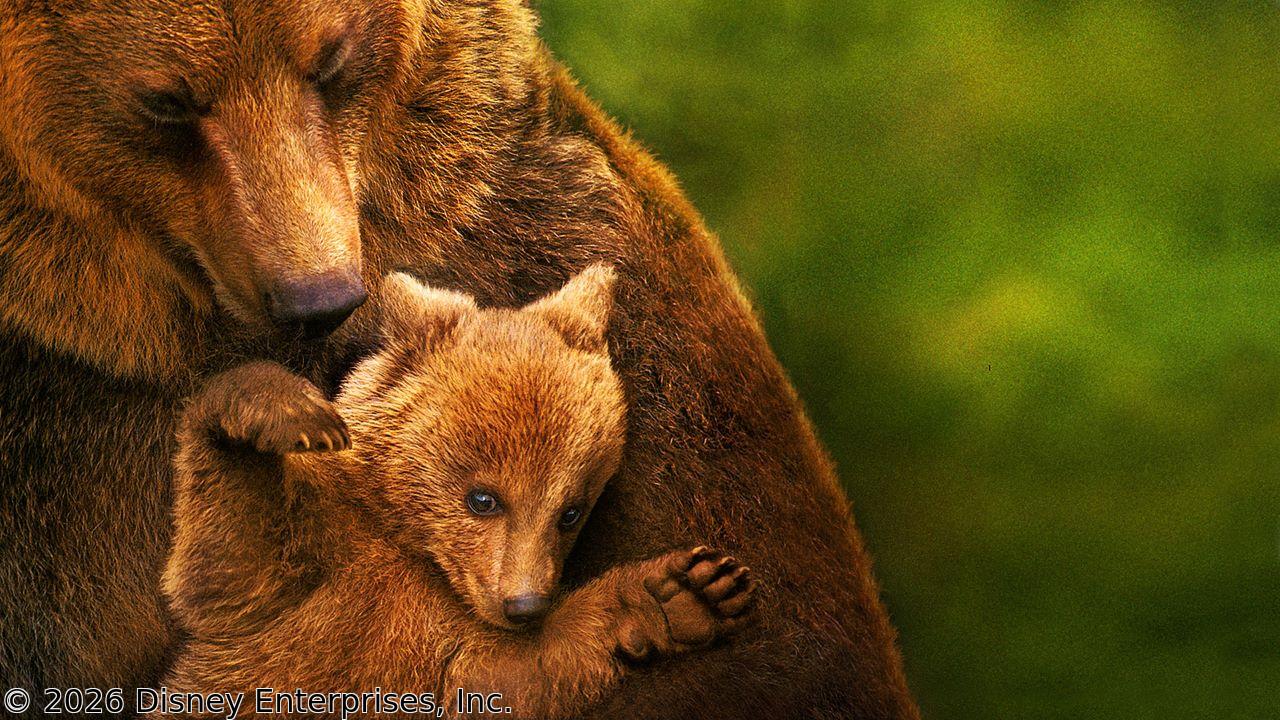 [初]映画：ディズニーネイチャー／クマの親子の物語🈔★チャンネル初放送！