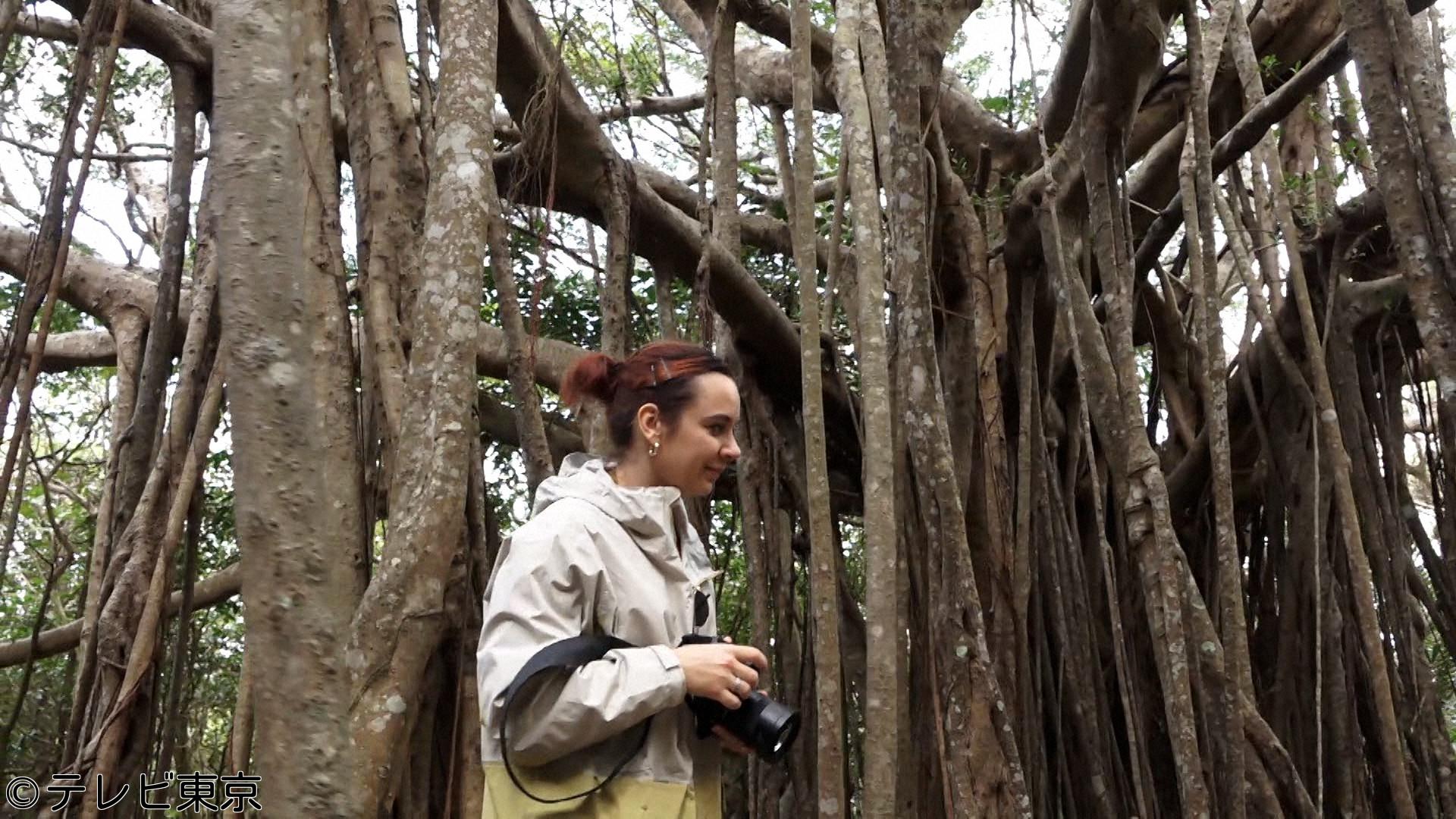 ガイアの夜明け　「あの主人公はいま…SP　激変！インバウンド新時代」▽熊野古道